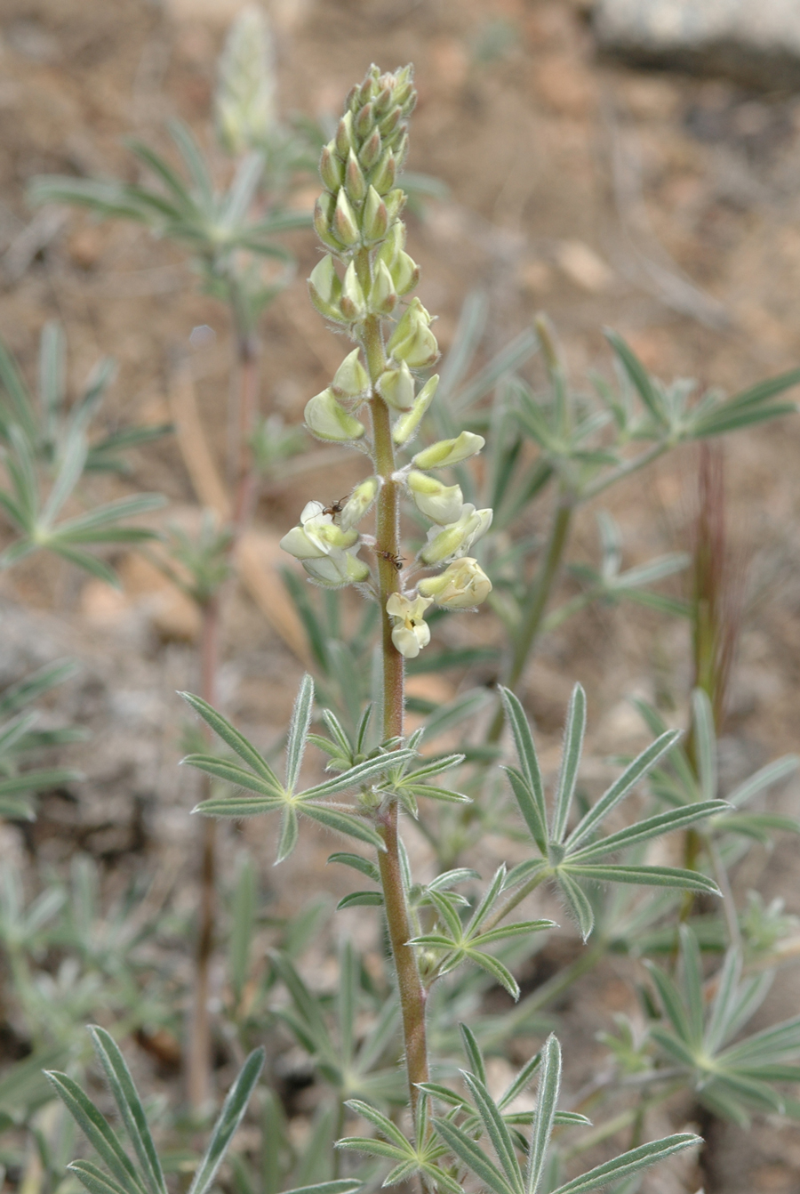Lupunis andersonii