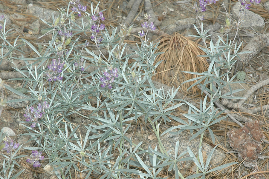 Lupinus elatus