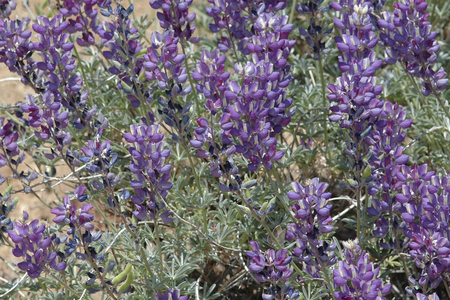 Lupunis excubitus - Grape Soda Lupine