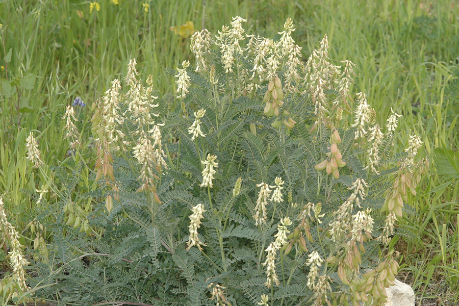 Astragalus trichopodus lonchus