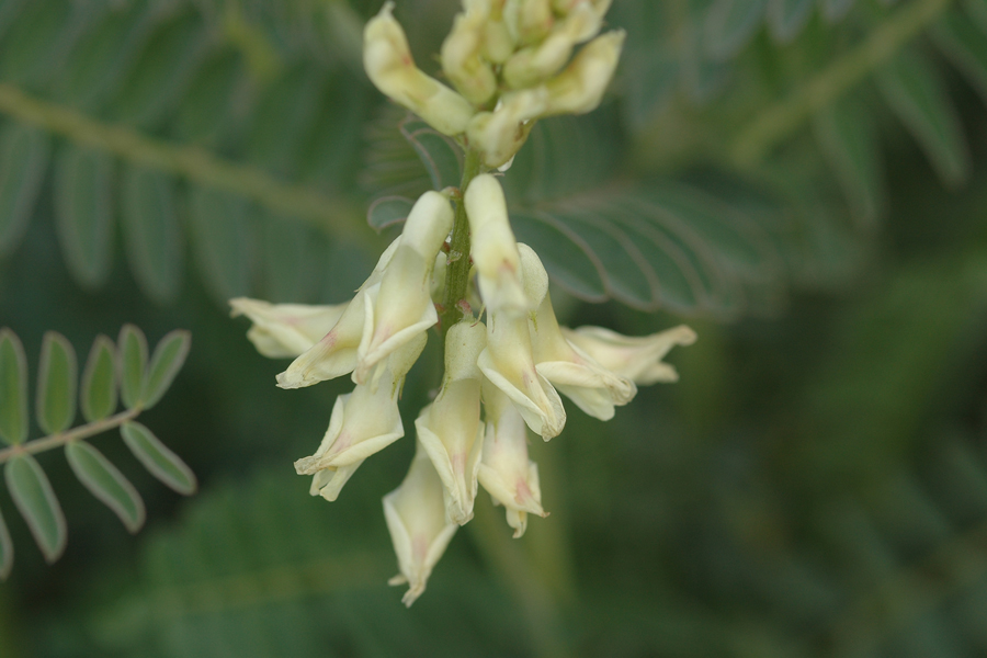 Astragalus trichopodus lonchus flower