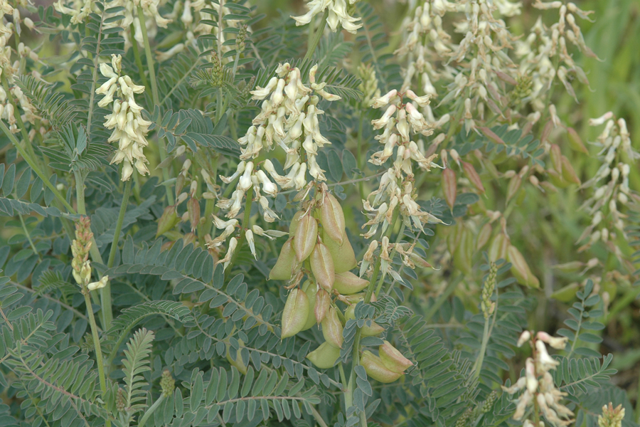 Astragalus trichopodus lonchus showing pods