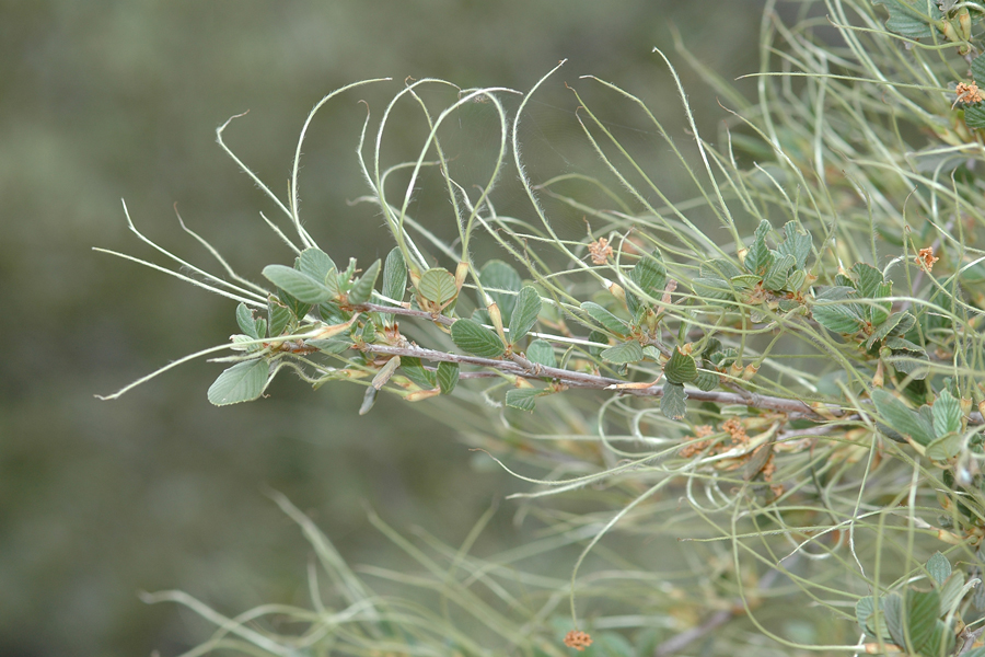 Mountain Mahogany - Cercocarpus montanus
