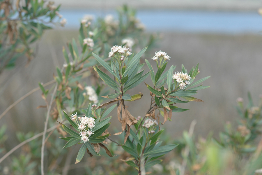 Mulefat - Baccharis salicifolia