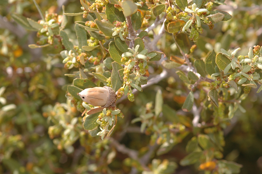 Muller's Oak - Quercus cornelius-mulleri