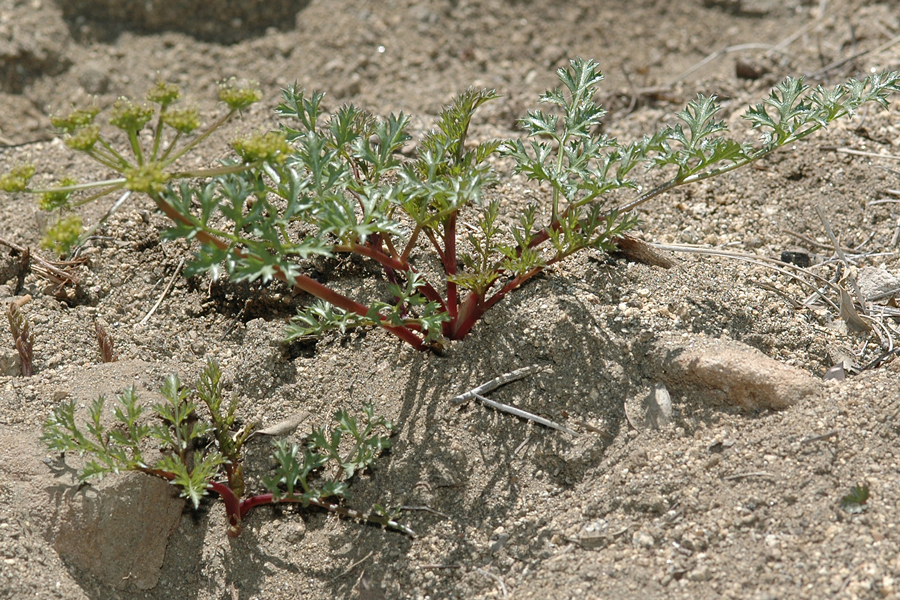 Tauschia parishii