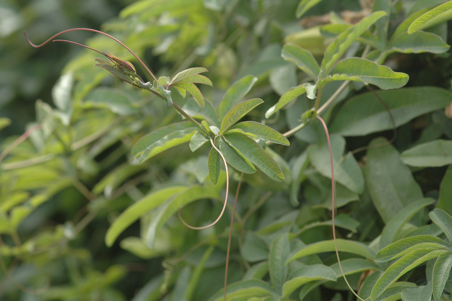 Passionflower vines