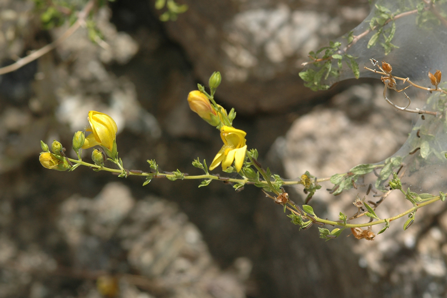 Keckiella antirrhinoides