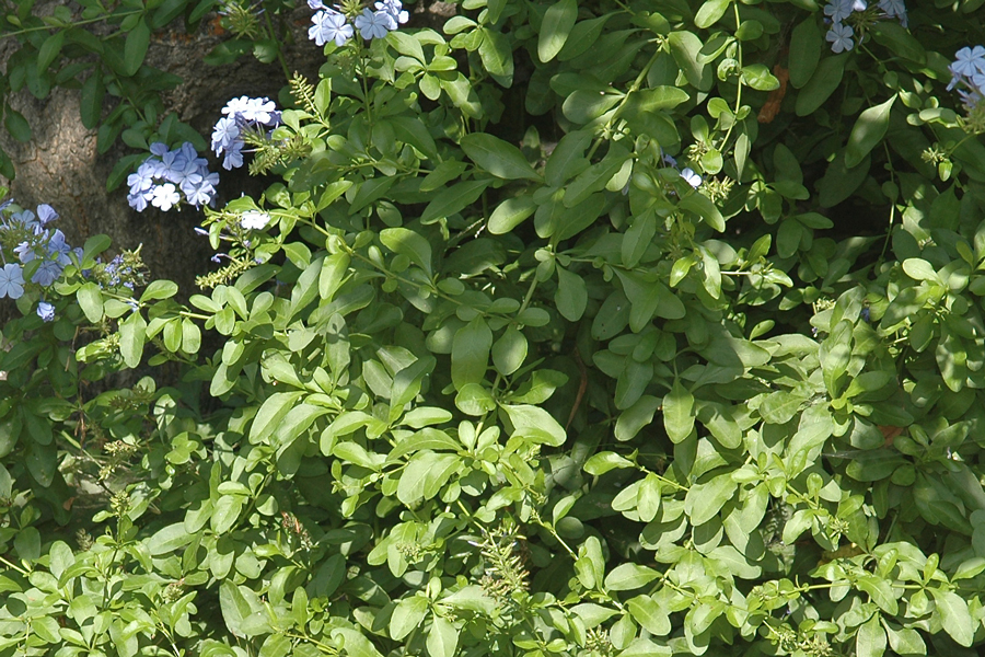 Plumbago