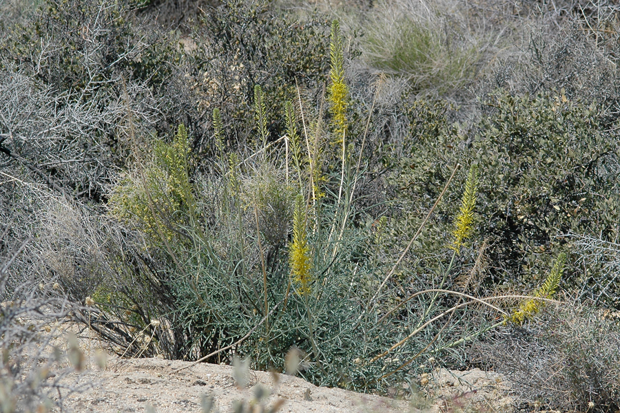 Prince's plume, <i>Stanleya pinnata</i>