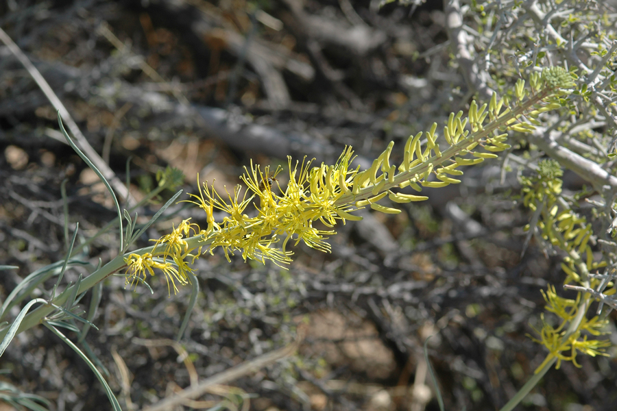 Prince's plume, <i>Stanleya pinnata</i>
