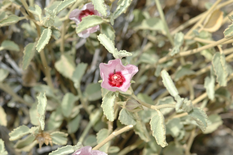 Hibiscus denudatus - Rock Hibiscus