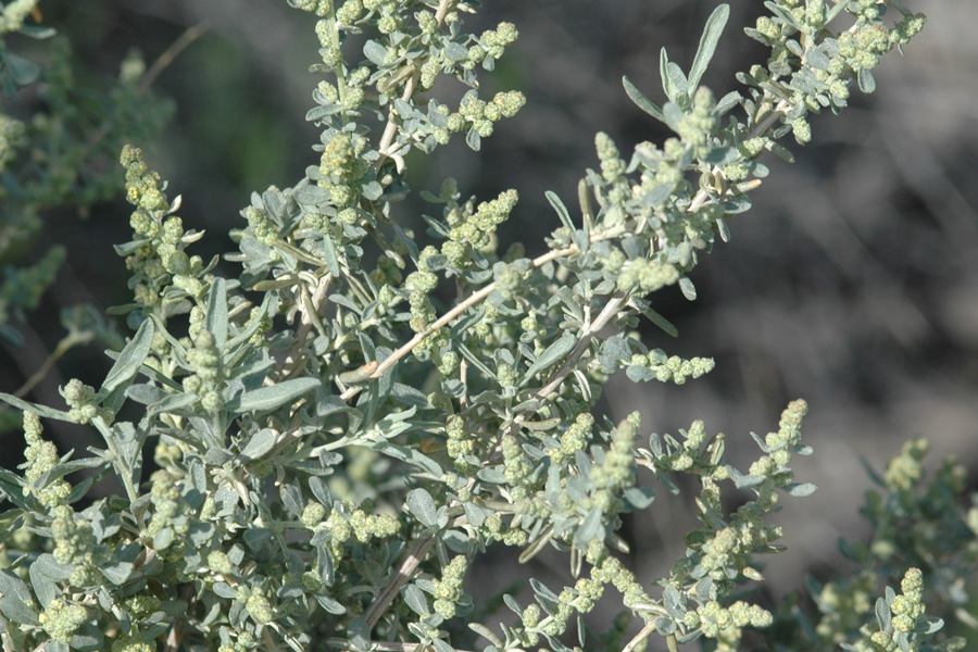 Atriplex canescens