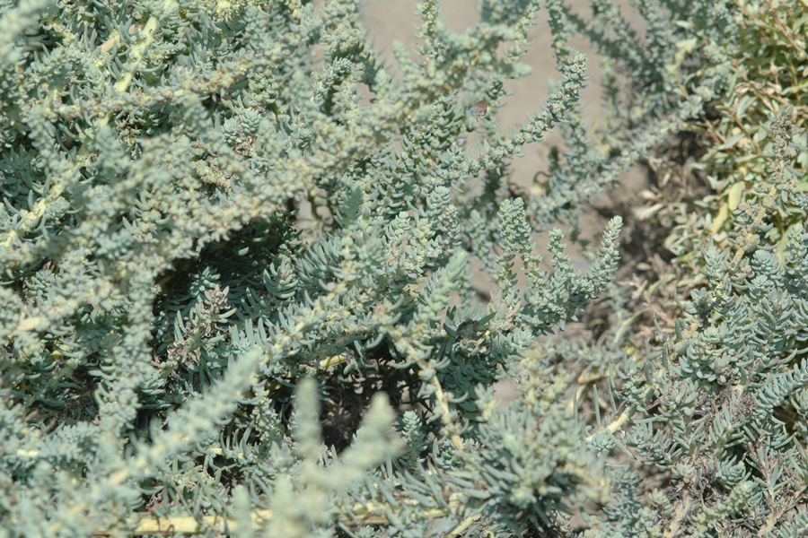 Atriplex canescens