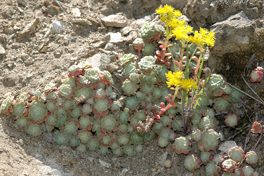 Sedum spathulifolium