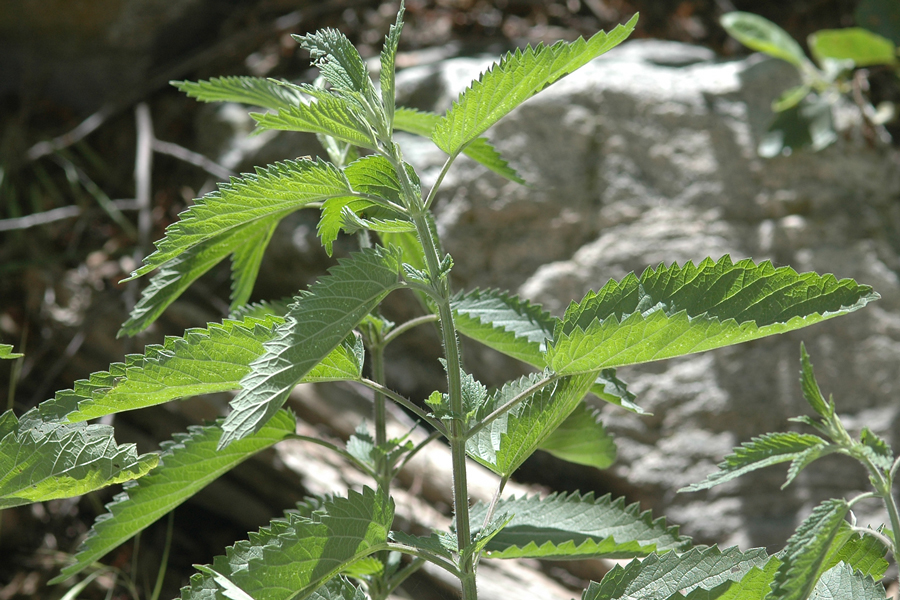Stinging Nettle - Urtica dioica