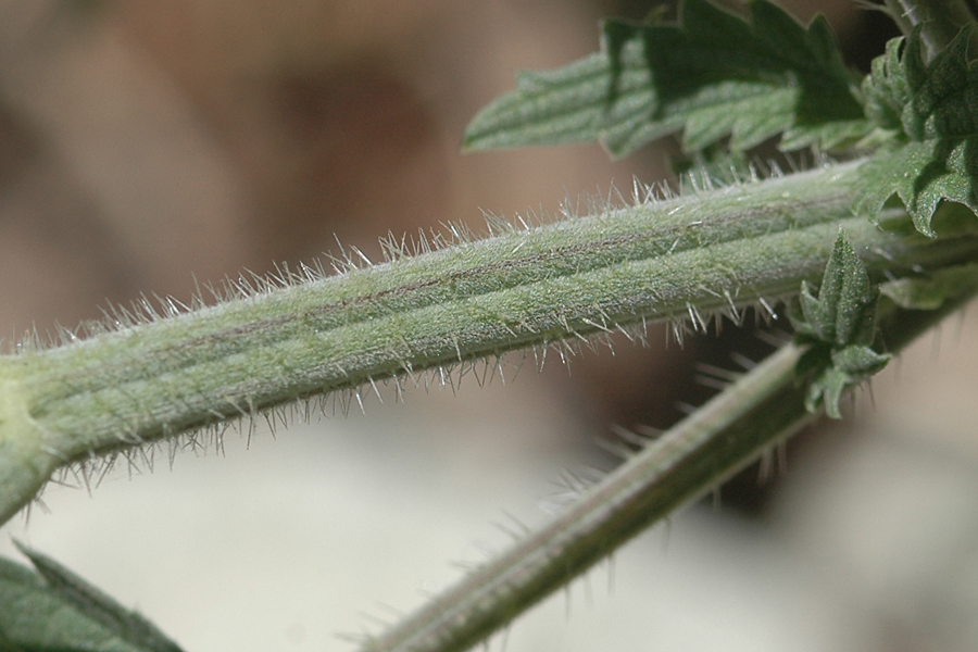 Stinging Nettle - Urtica dioica