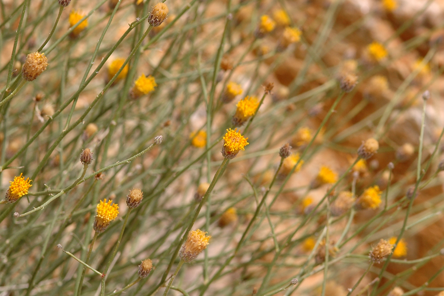 Sweetbush - Bebbia juncea