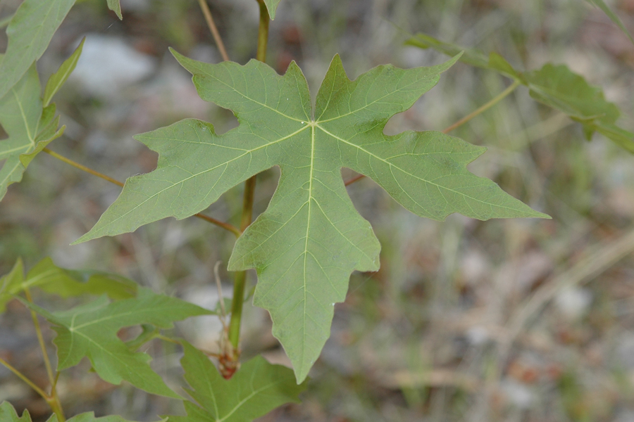 Sycamore leaf