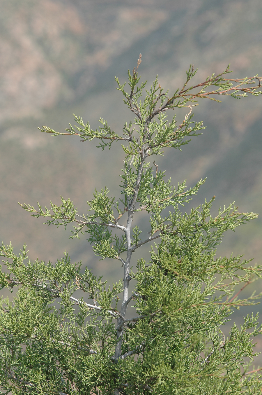 Tecate Cypress
