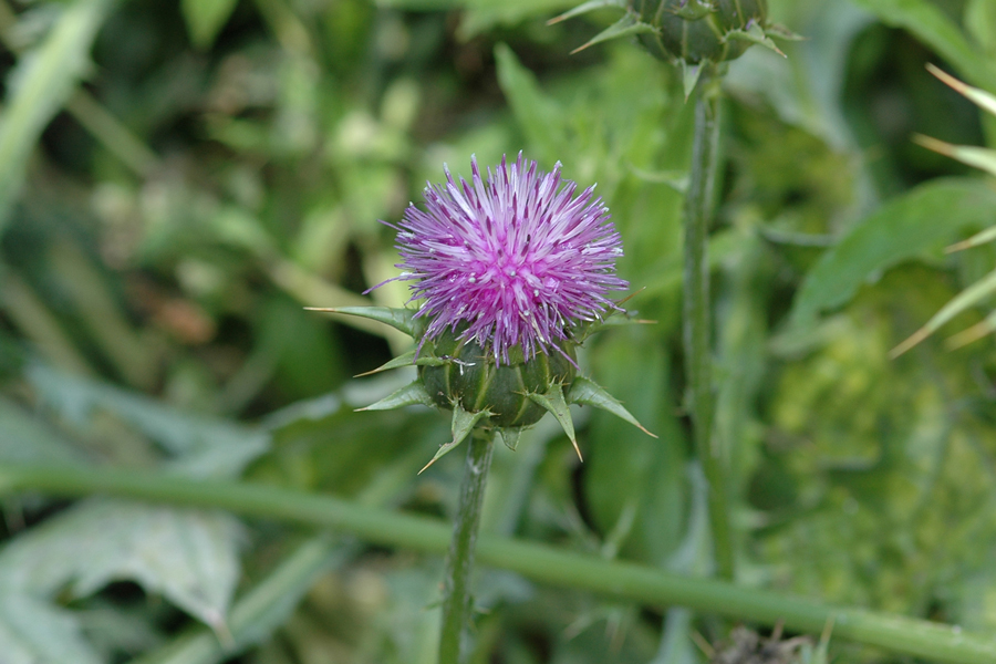 Silybum marianum - Milk Thistle