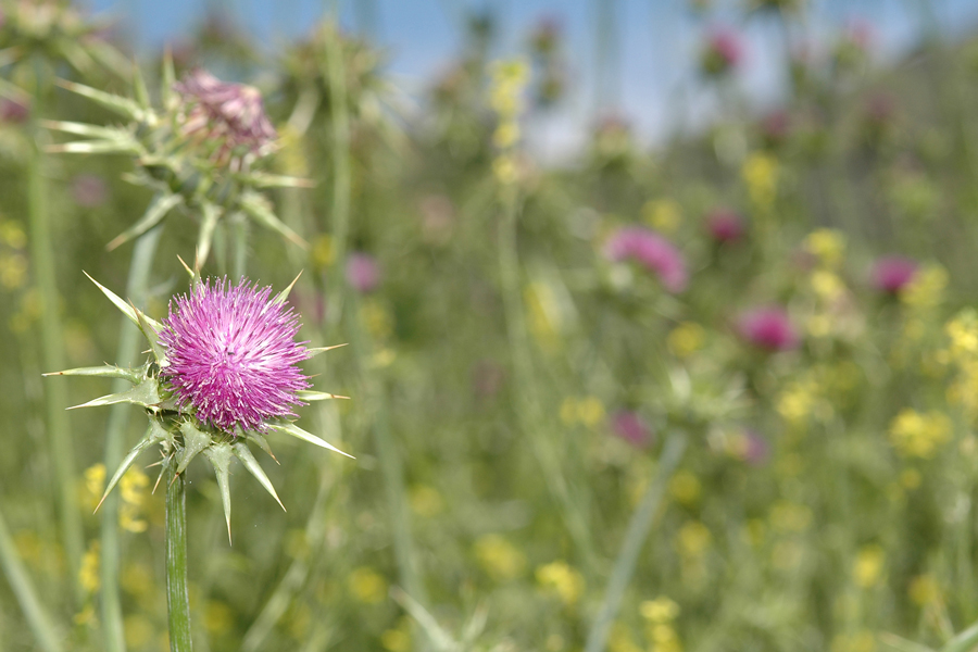 Silybum marianum - Milk Thistle