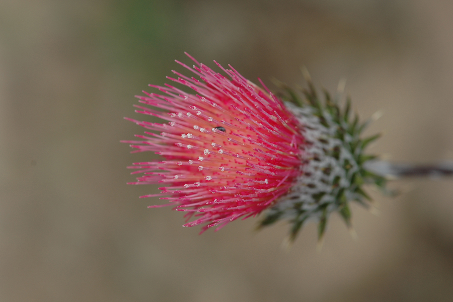 Cirsium andersonii - Rose Thistle