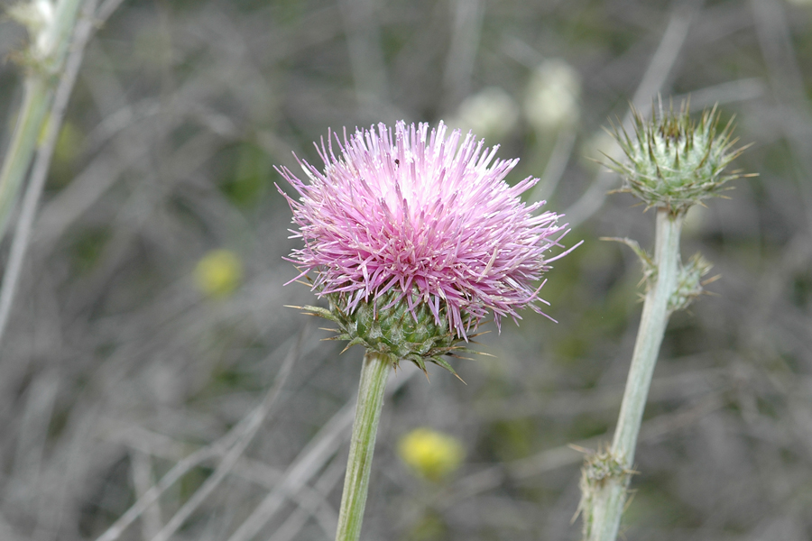 Cirsium occidentale var californicum - California Thistle