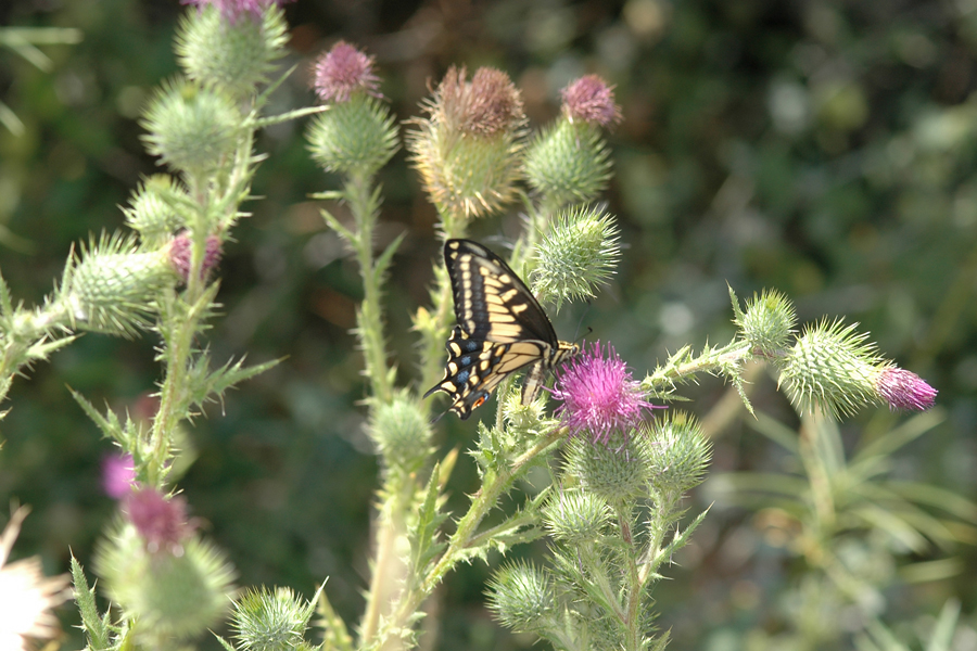 Cirsium vulgare - Bull Thistle