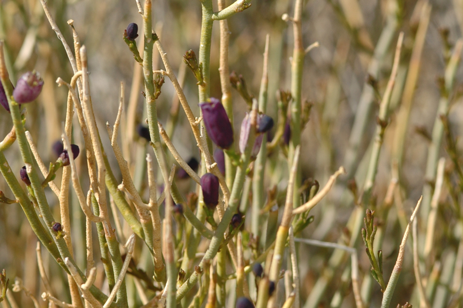 Turpentine broom - Thamnosma montana