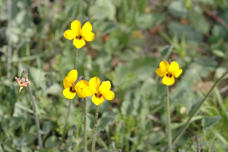 Violets