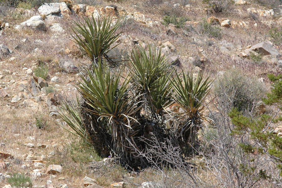Mojave yucca - Yucca schidigera